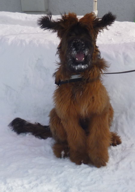 Unserem kleinen Komiker stehen die Ohren zu Berge :-)