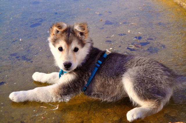 Mein Sonnenschein an diesen kalten Wintertagen - meine kleine Tessa
