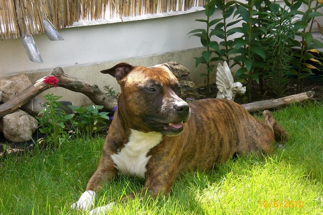 Liebling unsere Herzen