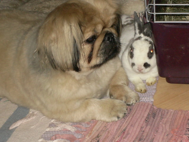 Meine Pekinesendame Sandy und mein Hasemädchen Lilly fühlen sich gemeinsam sehr wohl!!