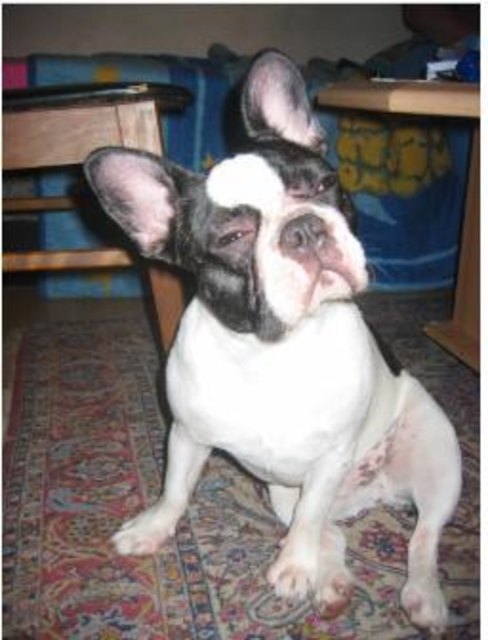 Mein charakterstarkes Möpelchen - Da Vinci !!!!