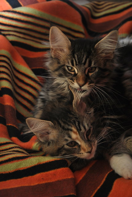 Ein liebes Geschwisterpärchen, das sich pflegt.