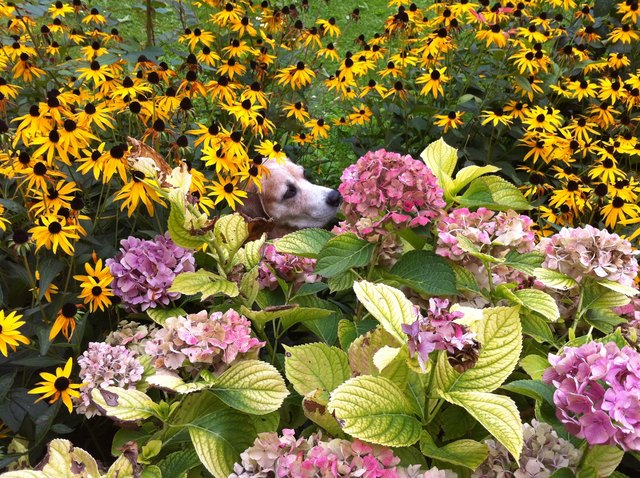 Snoopy der Hippiebeagle