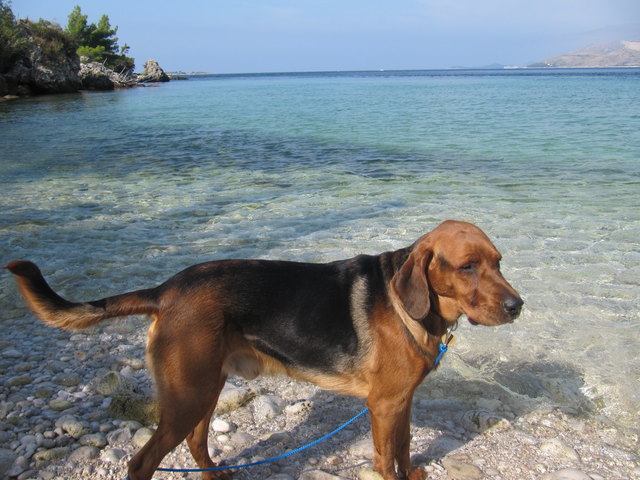 Czedar - Polnische Bracke