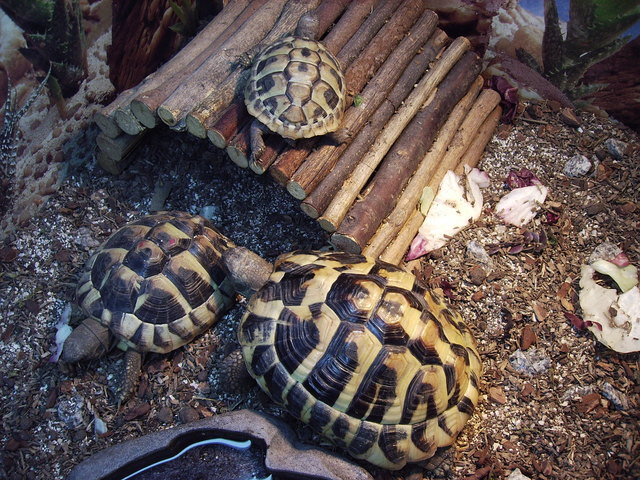 Meine Mädels:Mathilde,Lucie und Minni