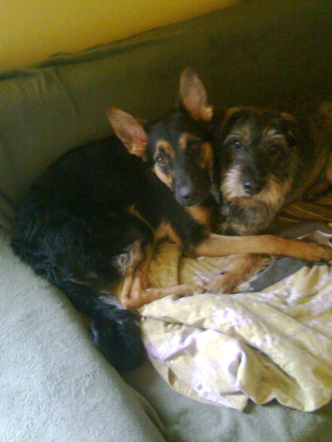 Jimmy und Jessy beim Knuddeln!!!