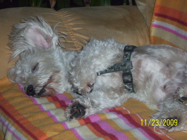 UNSER MALTESERMISCHLING BENNY