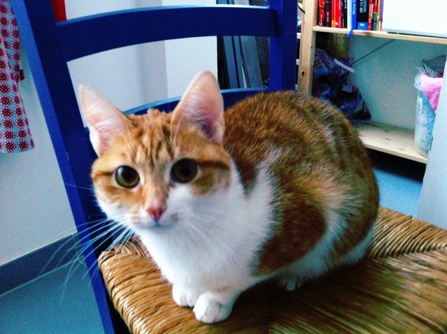 Meine süße rote Lieblingsmietze Selma