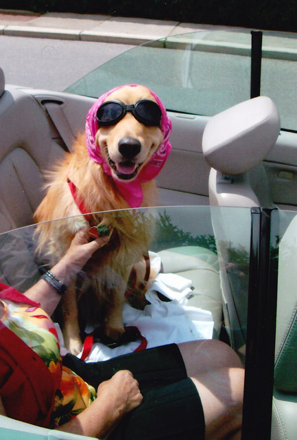 Timo, der Cabrio-Hund