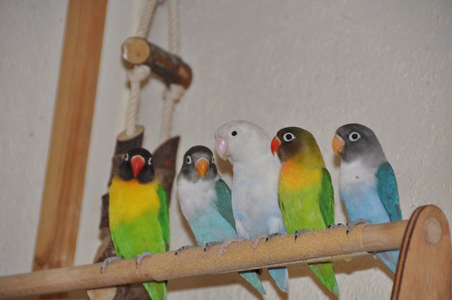 Bella+Pico mit Nachwuchs 24,25,26 (24,25+26 Dezember auf die Welt gekommen )