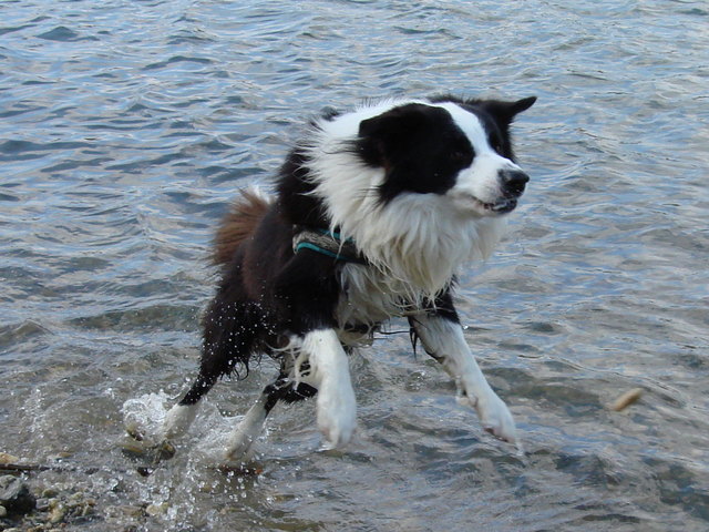 Der Freudensprung.....