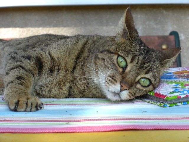 Unsere Tigerin Kimi mit ihren schönen grünen Augen