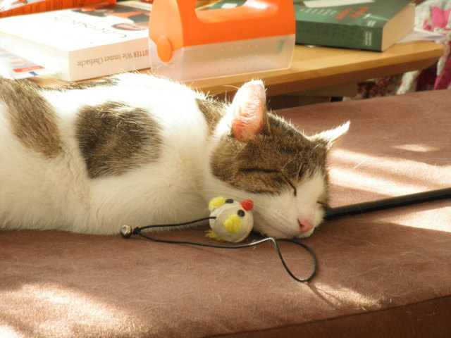 Pauli der müde Kater