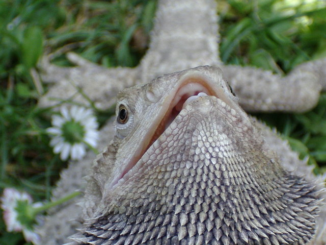 Meine Bartagame "Dickerchen"