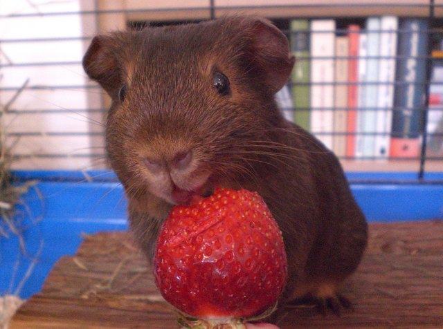 Crispys große Leidenschaft