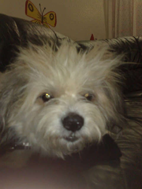 Verrücktes Hündchen =)