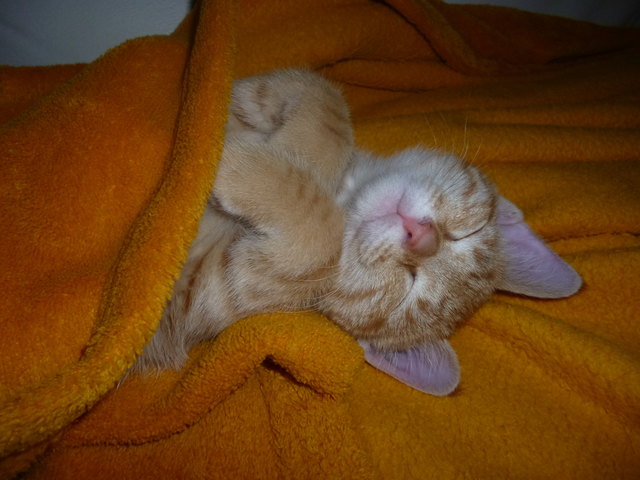 Mein Kätzchen Lucy schläft natürlich zugedeckt