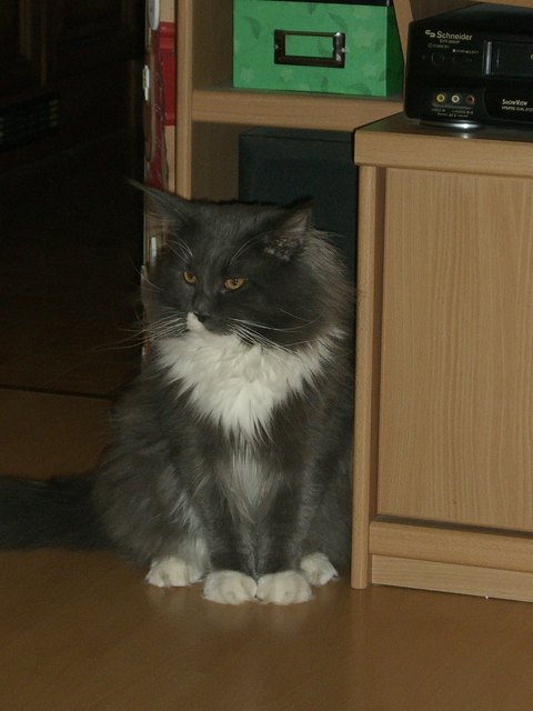 Felix unser sanfter Schmuser