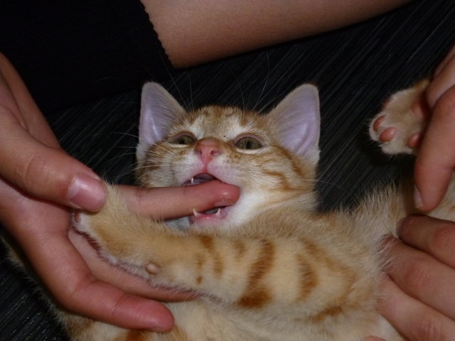 Mein Kätzchen Lucy ist ganz schön verbissen:)