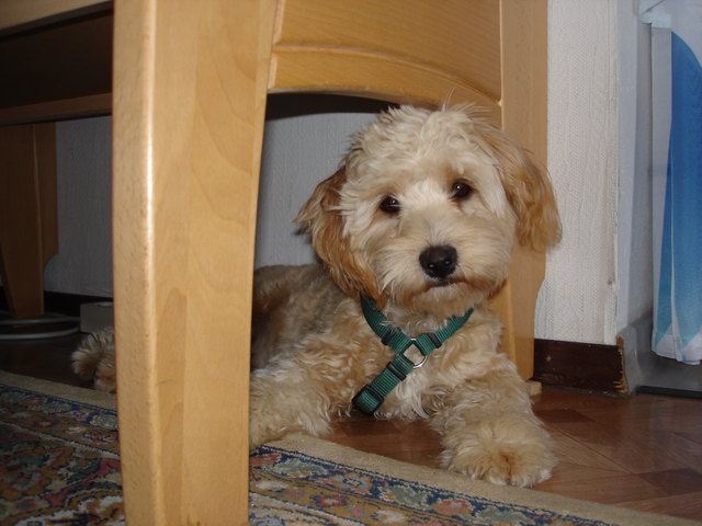 Unser Lausbub ROLLI !