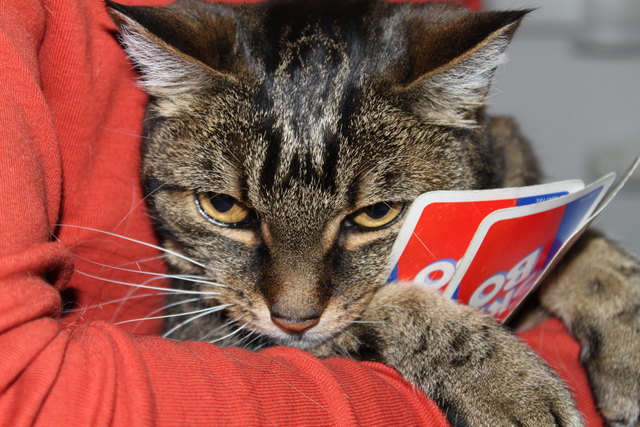 Georgie liebt ein gepflegtes Kartenspiel!