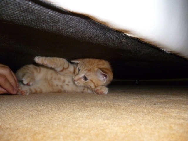 Lucy versteckt sich mal wieder unter der Couch!