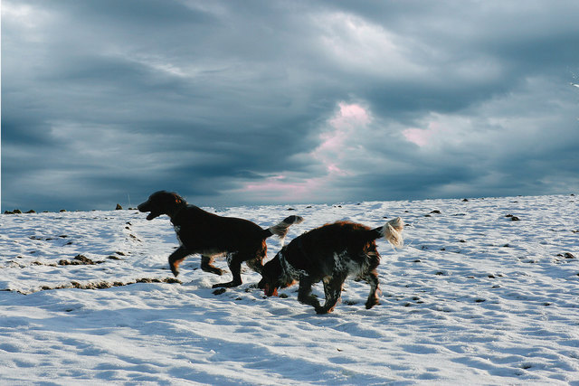 Felix und Bufi in der Natur