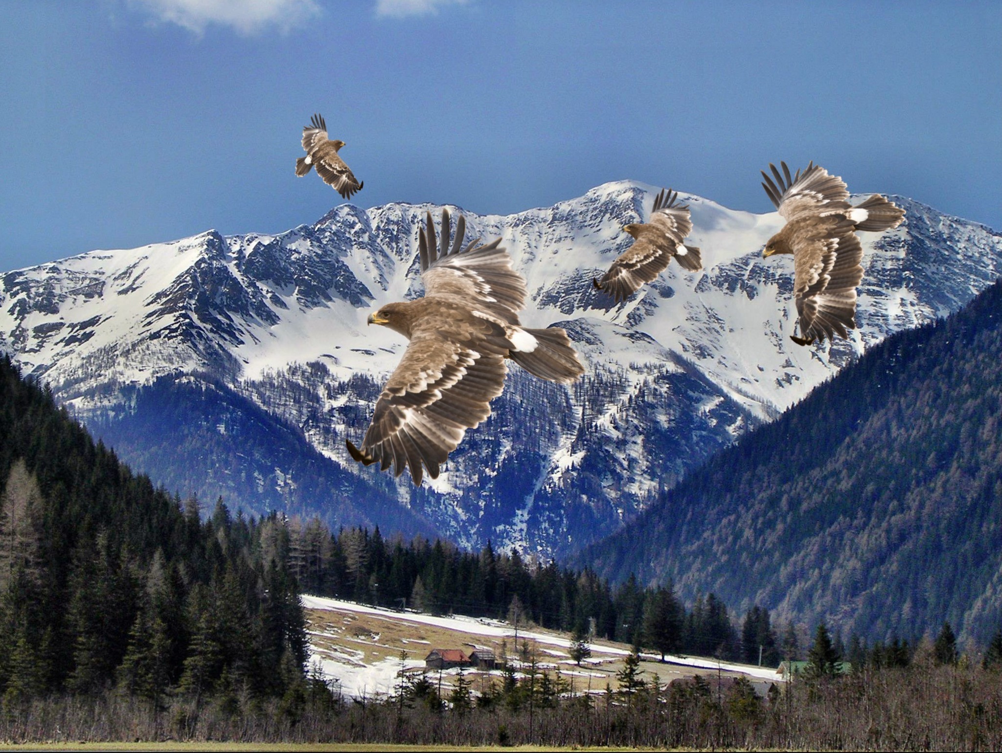 die Adler kommen....... Spittal