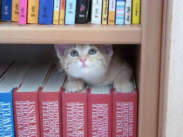 meine kleine Katze Lucy bildet sich weiter