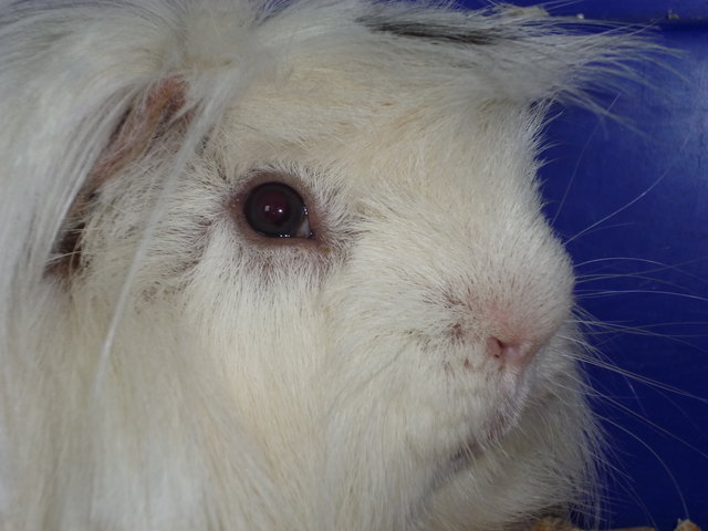 Mein Schweinderl Strupi