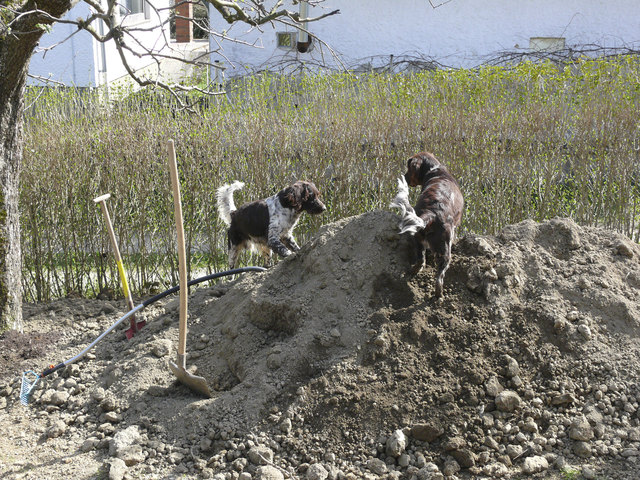 Bufi und Felix beim graben