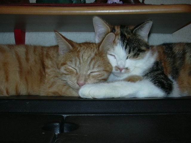 Unsere Katzen Sammy & Nala