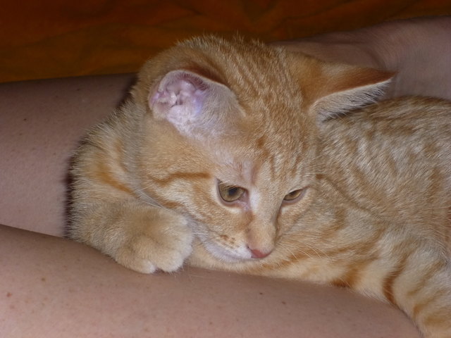 Meine Katze Lucy ist erschöpft!!