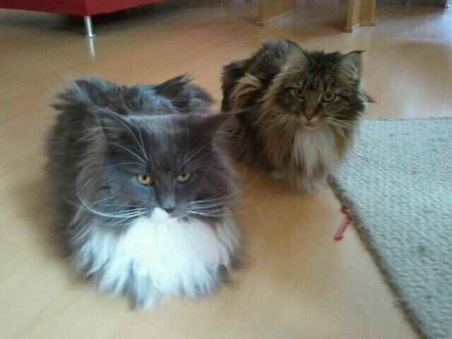 Cindy und Felix unsere beiden Main Coons
