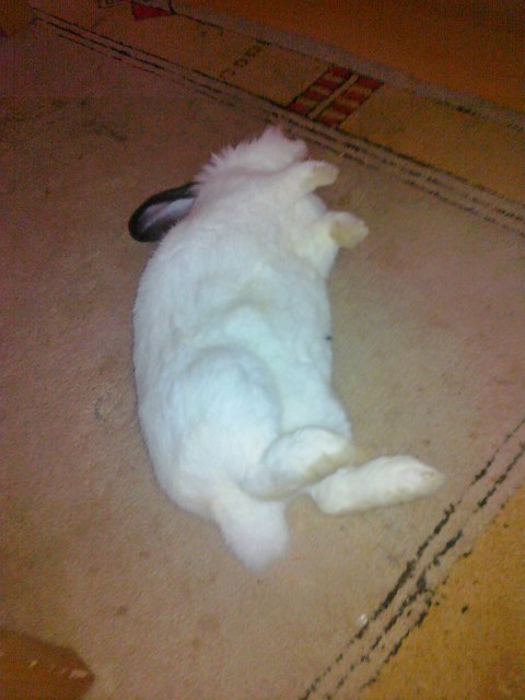 So kann nur  Teddy ruhen!!