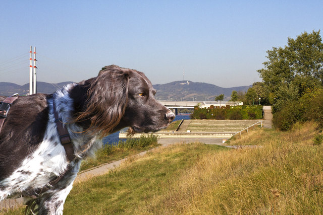 Die 2 Münsterländer sind Zwillinge