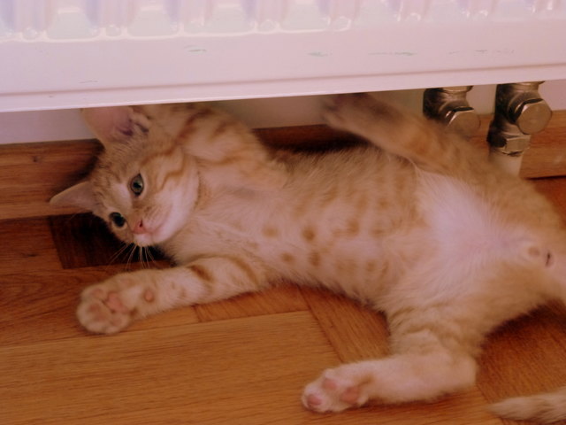 Meine Katze Lucy beim Spielen