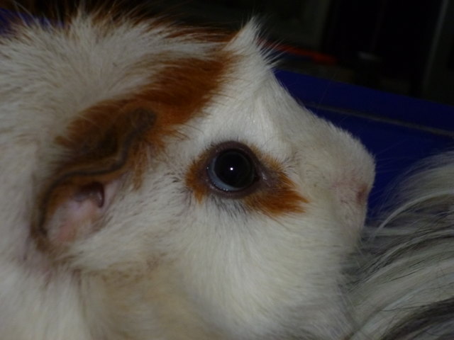 Mein Schweinderl Knudl