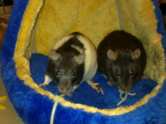 Zu zweit isst es sich am besten