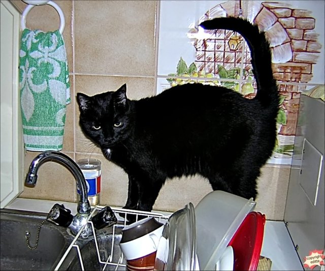 ... Küchenkontrolle ...