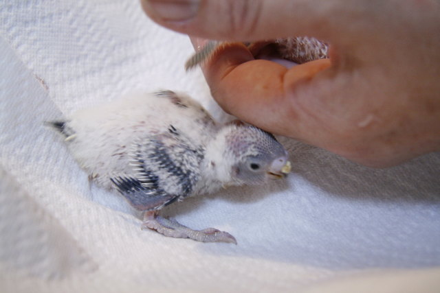 Mona unser Wellensittich