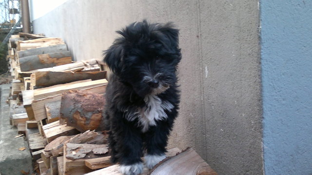 das sind meine Stöckchen