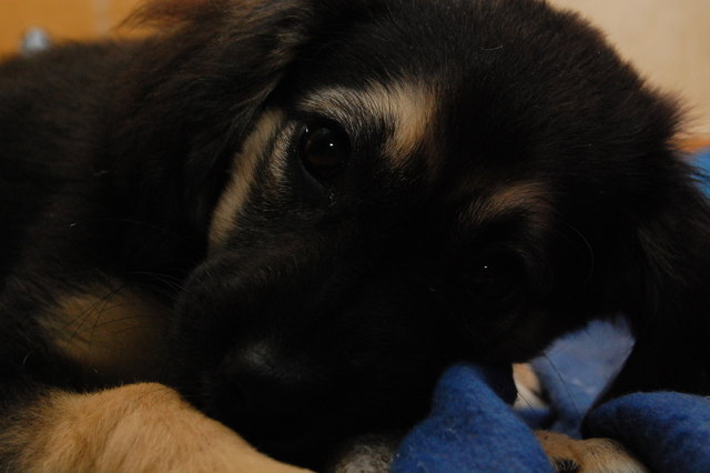Luna, mein allerliebstes "Weihnachtsgeschenk"