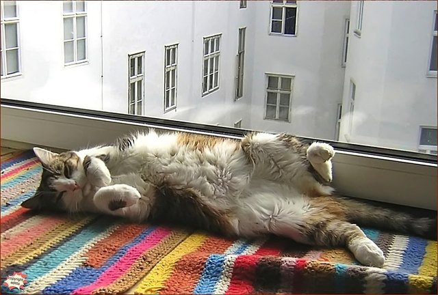 ... ich möchte so gerne am Bauch braun werden ....