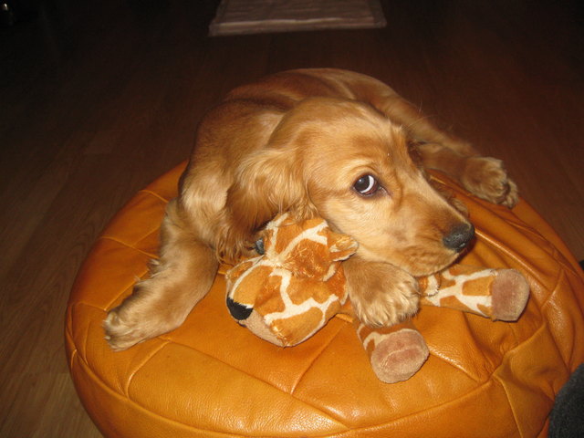 Ich heiße Lara und das ist mein spielgefährte