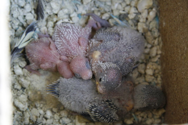 Flori-Filou-Julia-Mona-unser Wellensittichnachwuchs