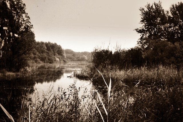 Dieses Aumotiv in der Lobau entstand vor vielen Jahren noch mit einer analogen Kompaktkamera. Ich habe das Bild mit Sepiatönung nachbearbeitet, weil das besser zur Stimmung zu passen schien.