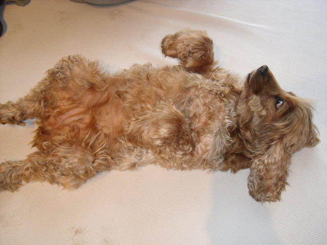 Ginger´s Relaxmodus