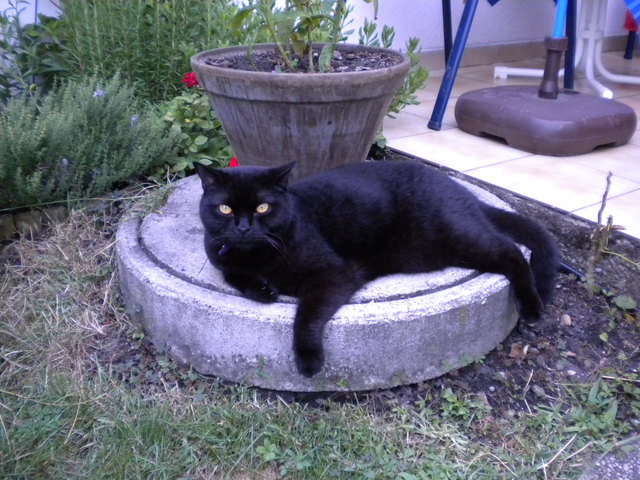 Trofi`s Lieblingsplatz an einem heissen Sommertag