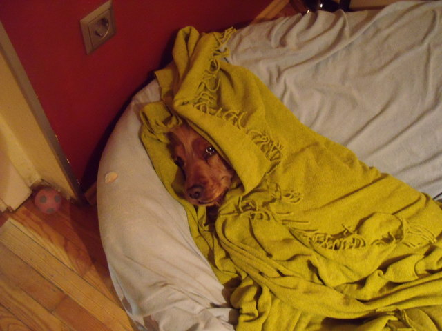 Ginger beim Einschlafen...